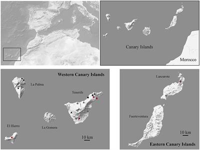 First <mark class="highlighted">Coronavirus</mark> Active Survey in Rodents From the Canary Islands